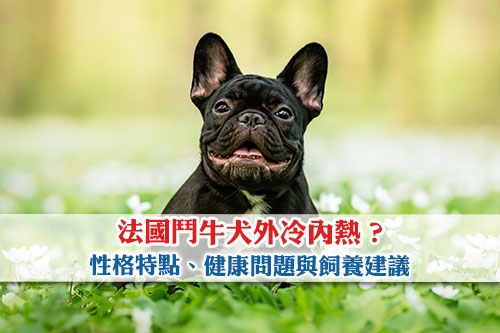 法國鬥牛犬外冷內熱-性格特點-健康問題與飼養建議一文看清